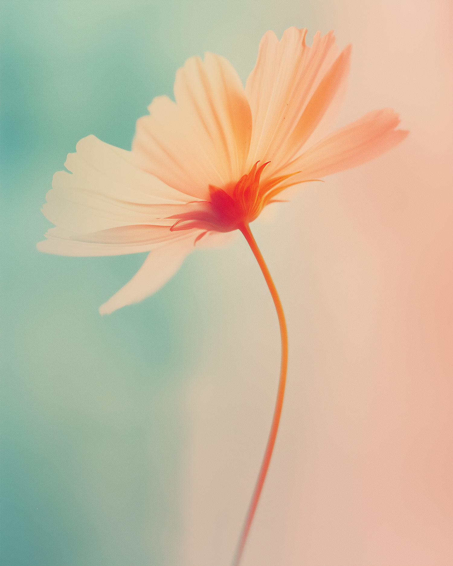 Delicate Flower in Pastel Colors