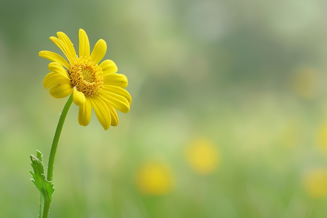 Vibrant Yellow Flower with Dew Drops