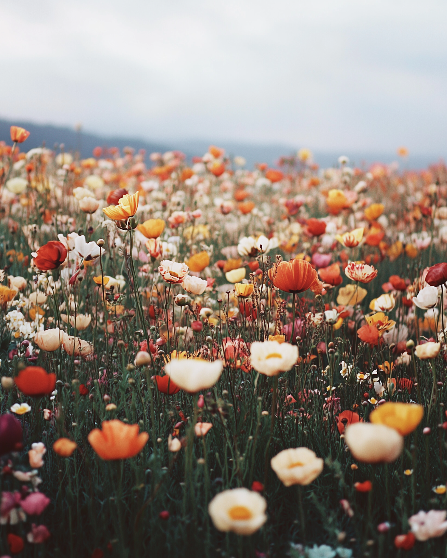 Vibrant Wildflower Field