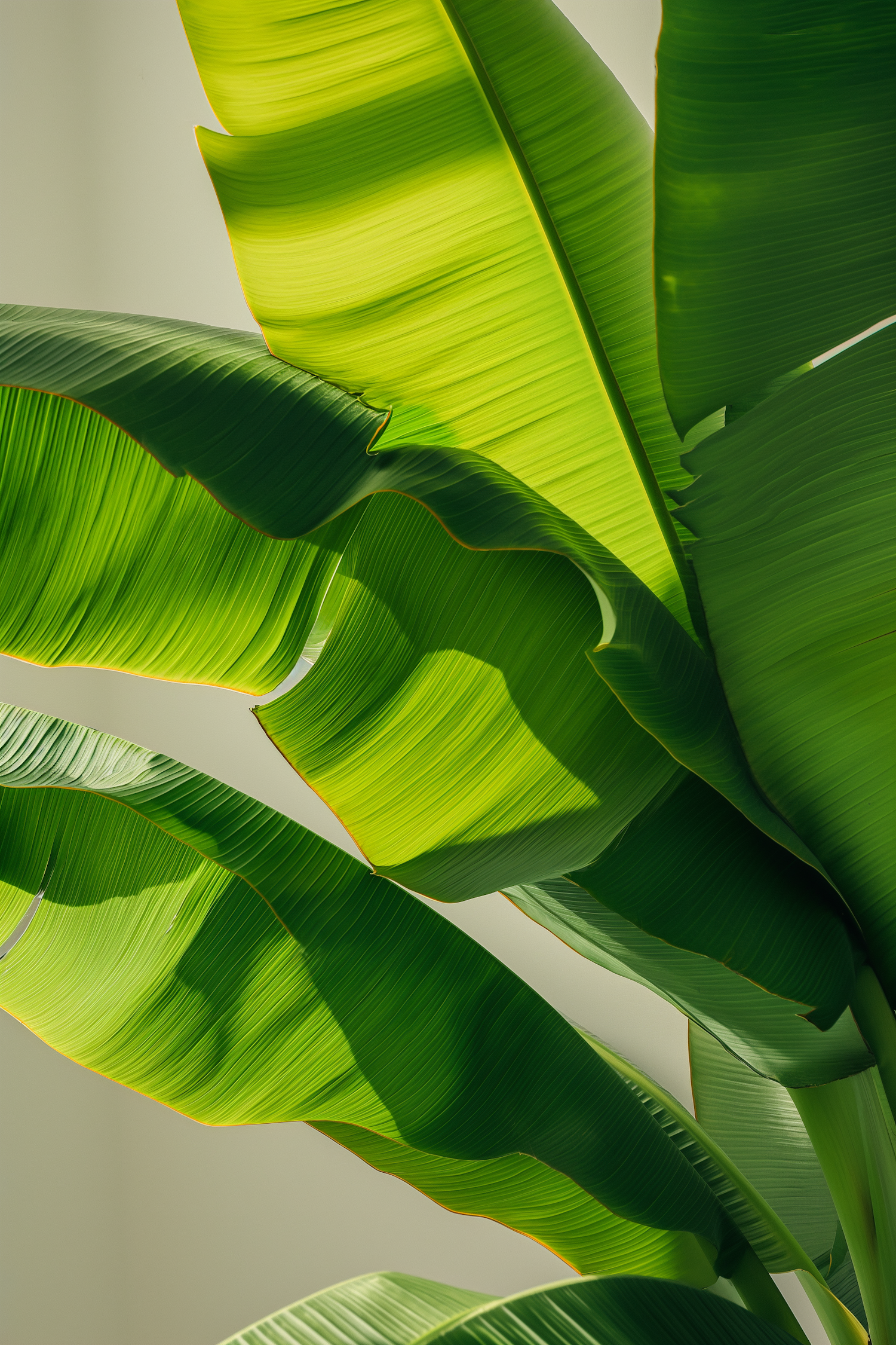 Sunlit Verdure: Textured Banana Leaf Tapestry