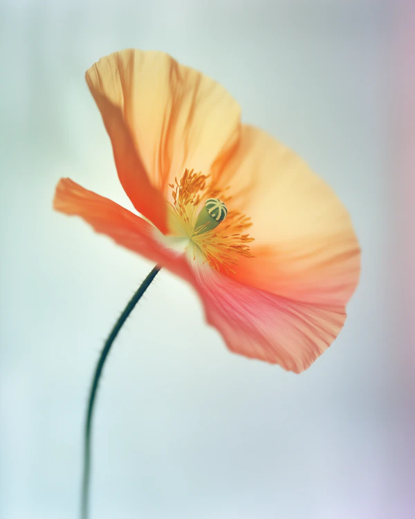 Delicate Poppy Flower