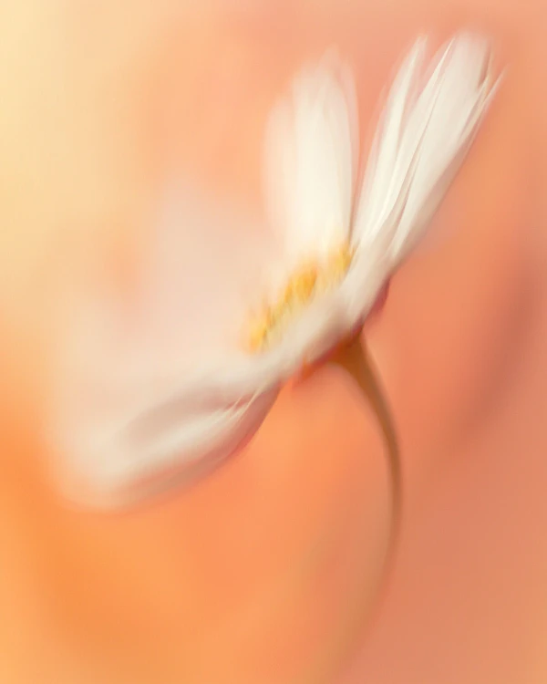 Dreamy White Flower
