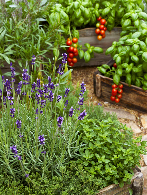 Lush Garden with Planters