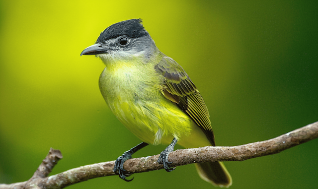 Yellow Bird on Branch