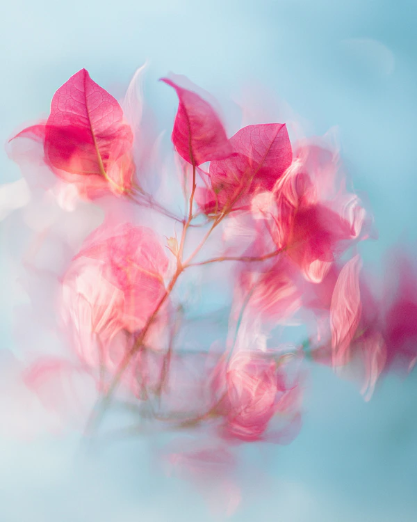 Dreamy Bougainvillea