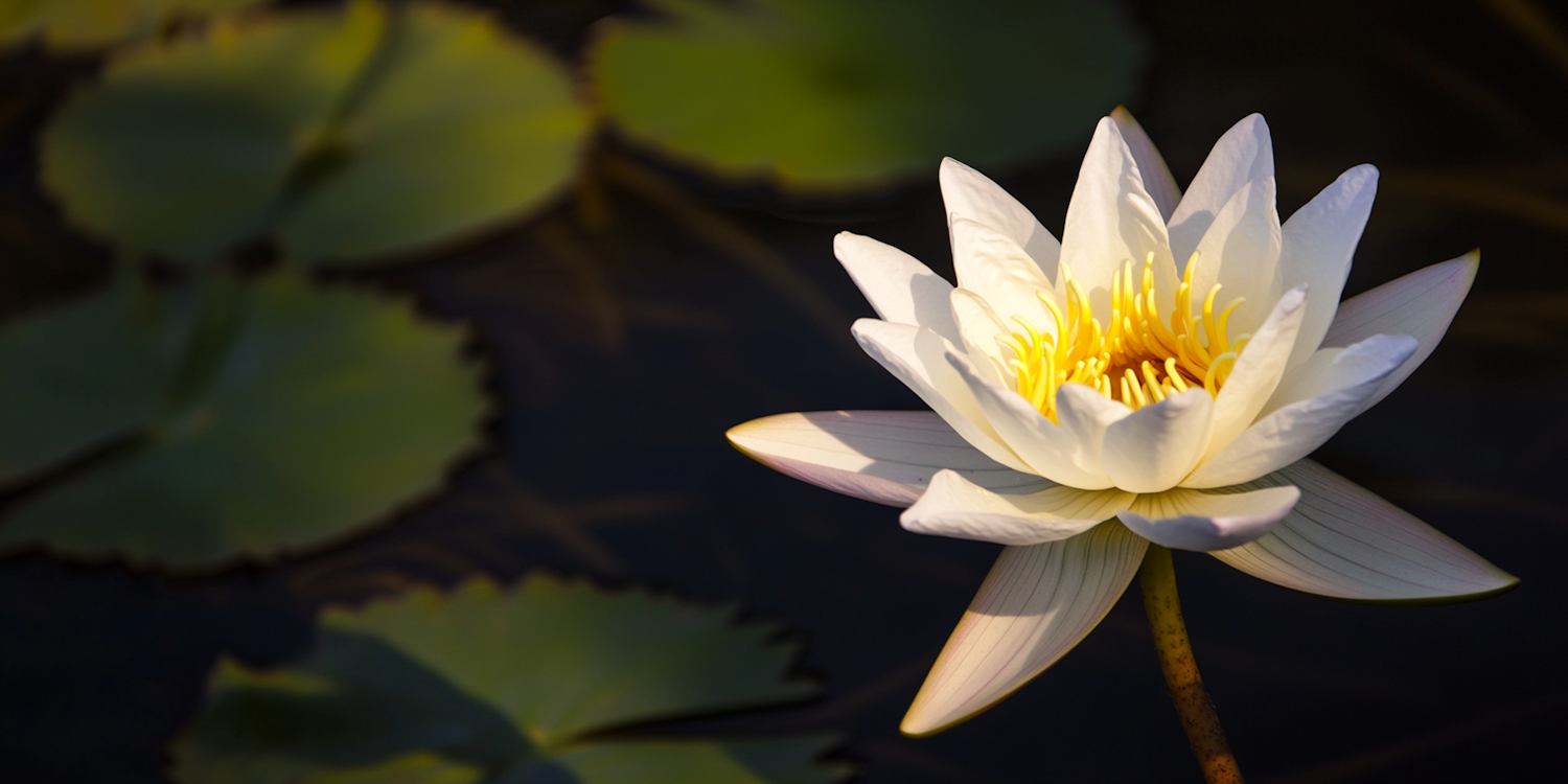 White Water Lily in Bloom