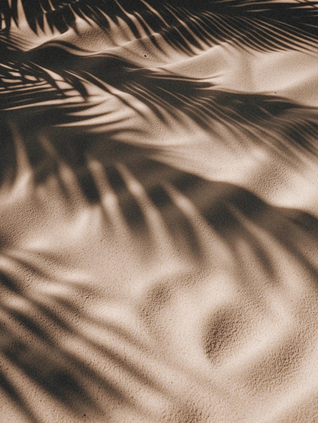 Palm Leaf Shadows on Sand