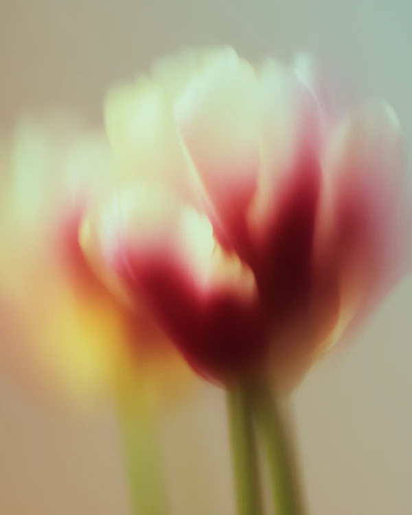 Dreamy Flower Glow