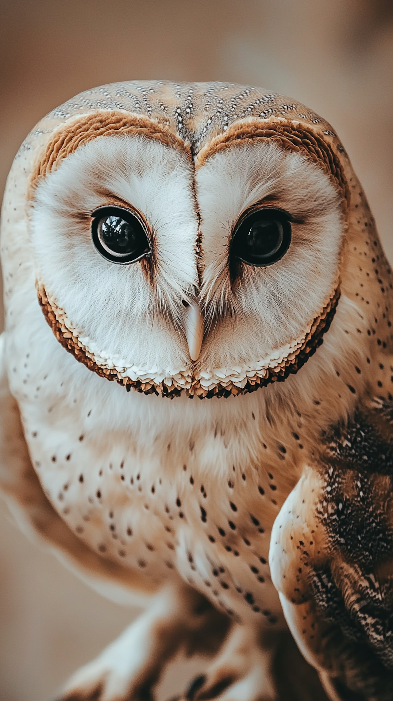 Close-up of an Owl