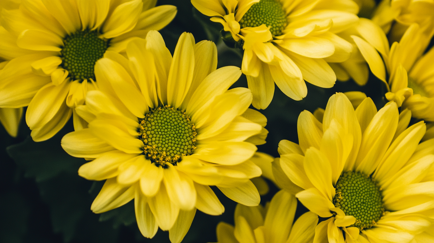 Vibrant Yellow Daisies Close-Up