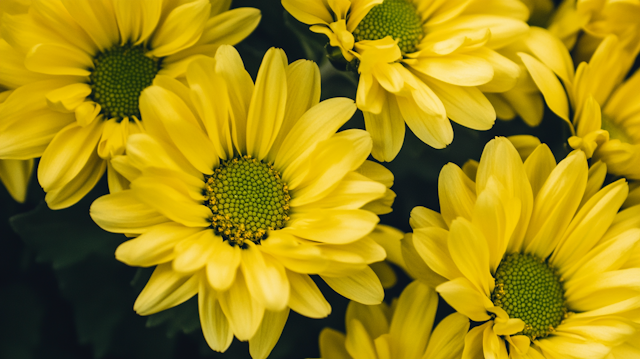 Vibrant Yellow Daisies Close-Up