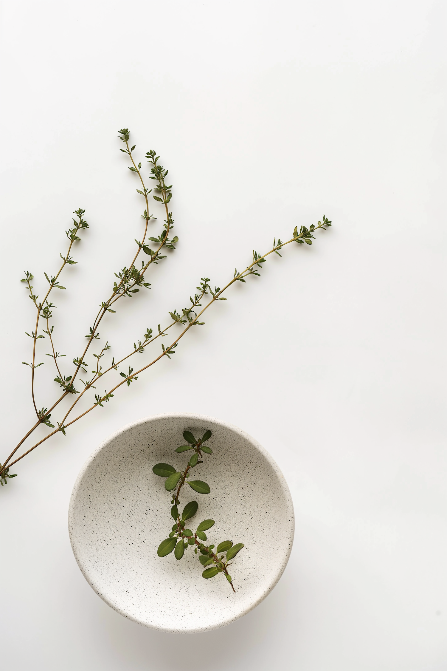 Minimalist Greenery in Ceramic Bowl