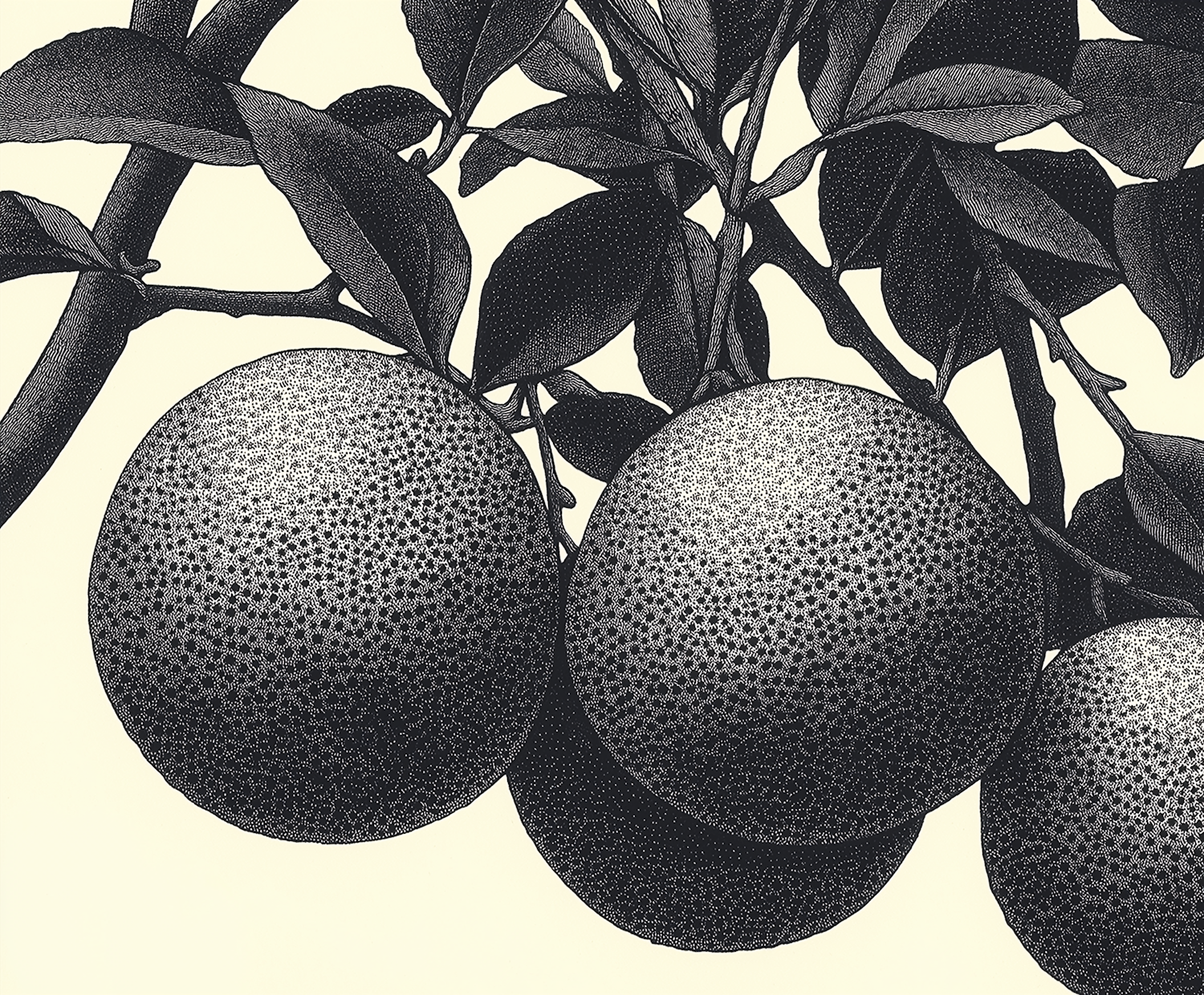 Monochromatic Stippled Oranges Illustration