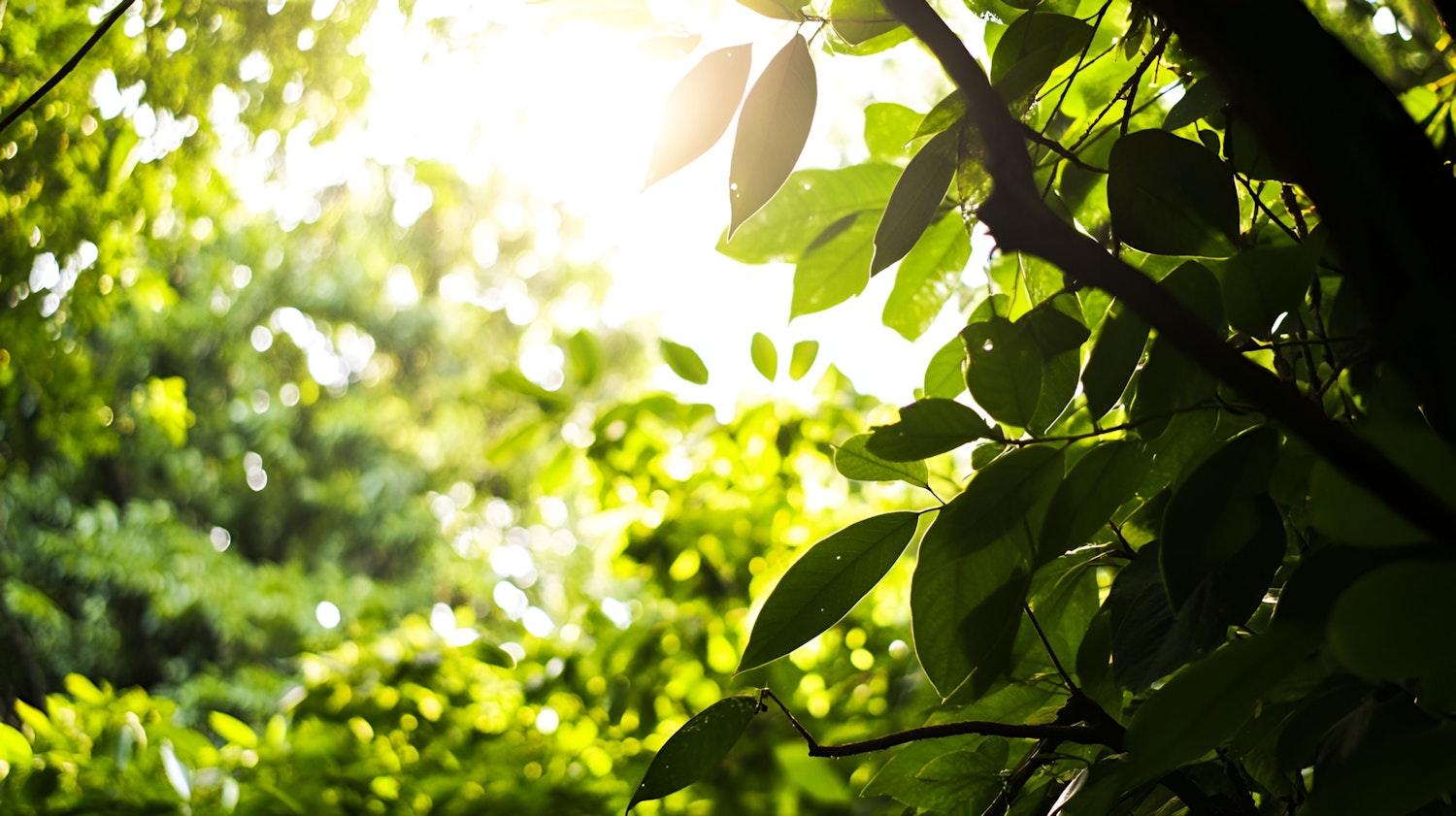 Serene Sunset in Verdant Nature