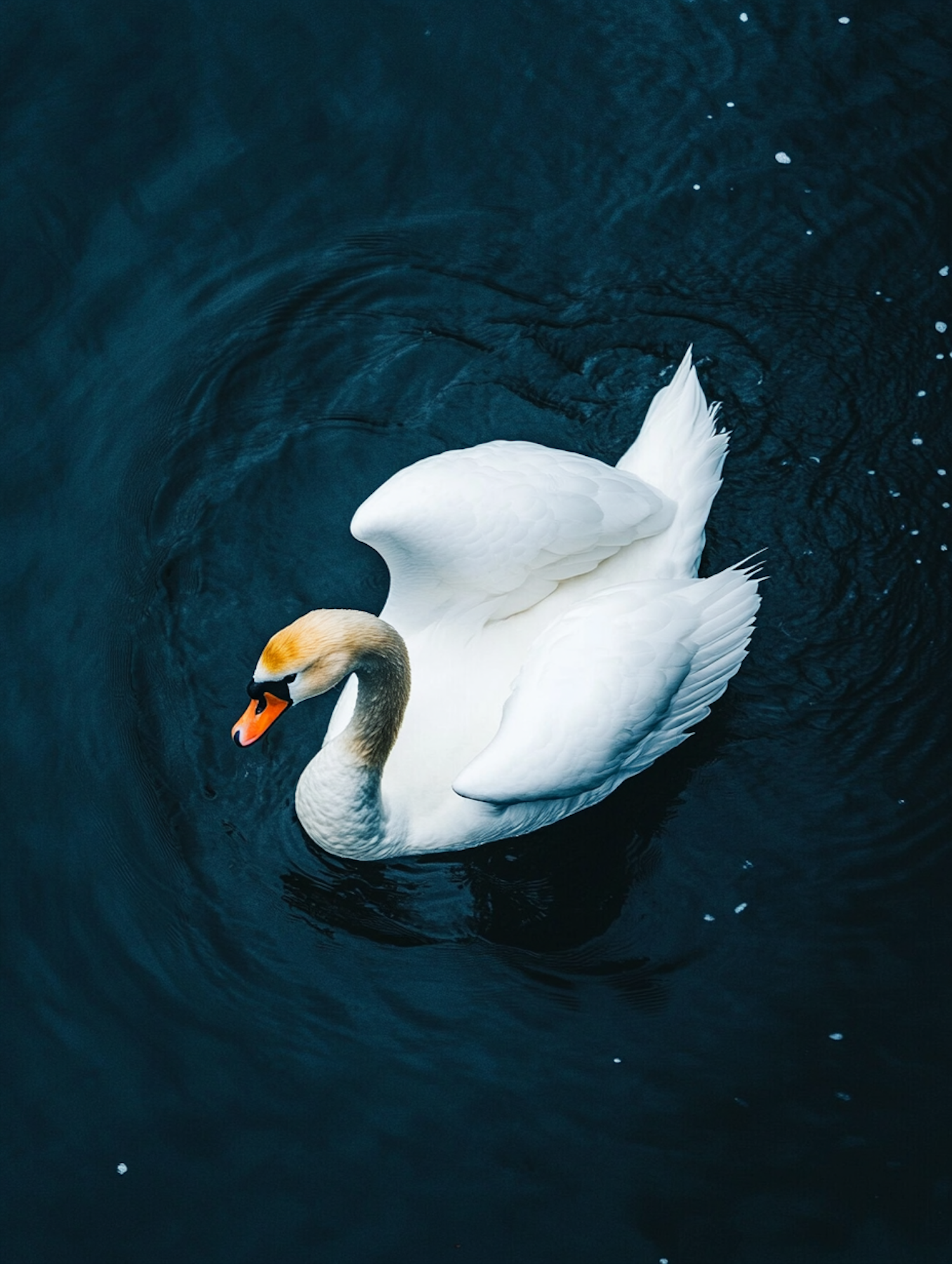 Graceful Swan on Serene Water