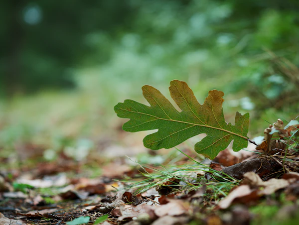 Close-Up of Green Leaf