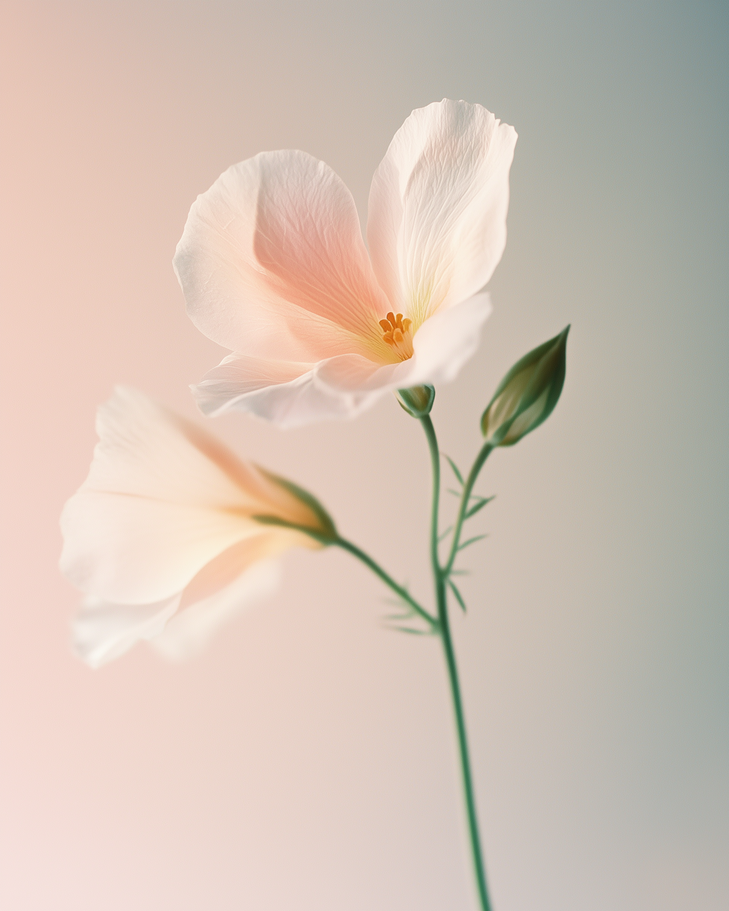 Delicate Flower with Pastel Petals