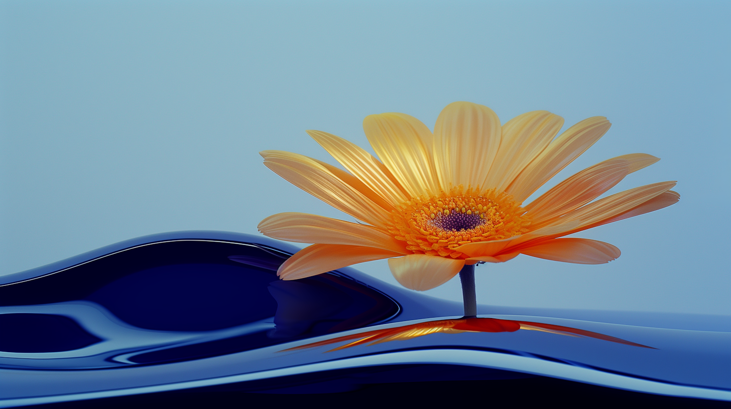 Vibrant Orange Daisy on Reflective Surface