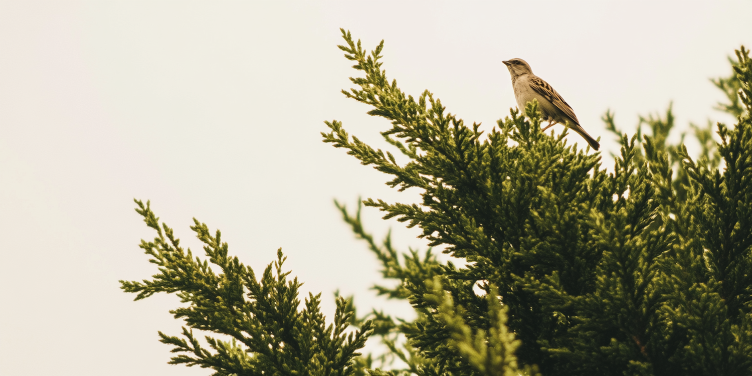 Solitary Bird on Coniferous Tree