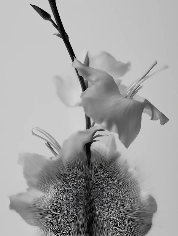 Artistic Flower Photograph
