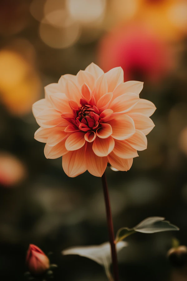 Dahlia in Bloom