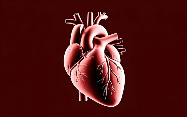 Stylized Human Heart