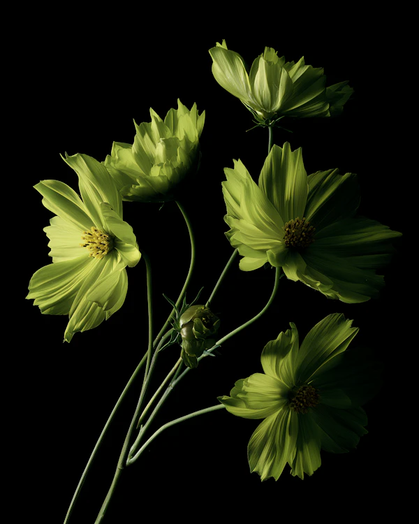 Green Flowers on Black