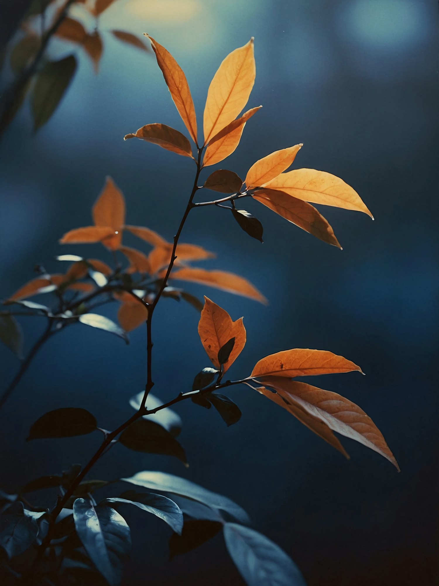 Vibrant Orange Leaves on Blue Background