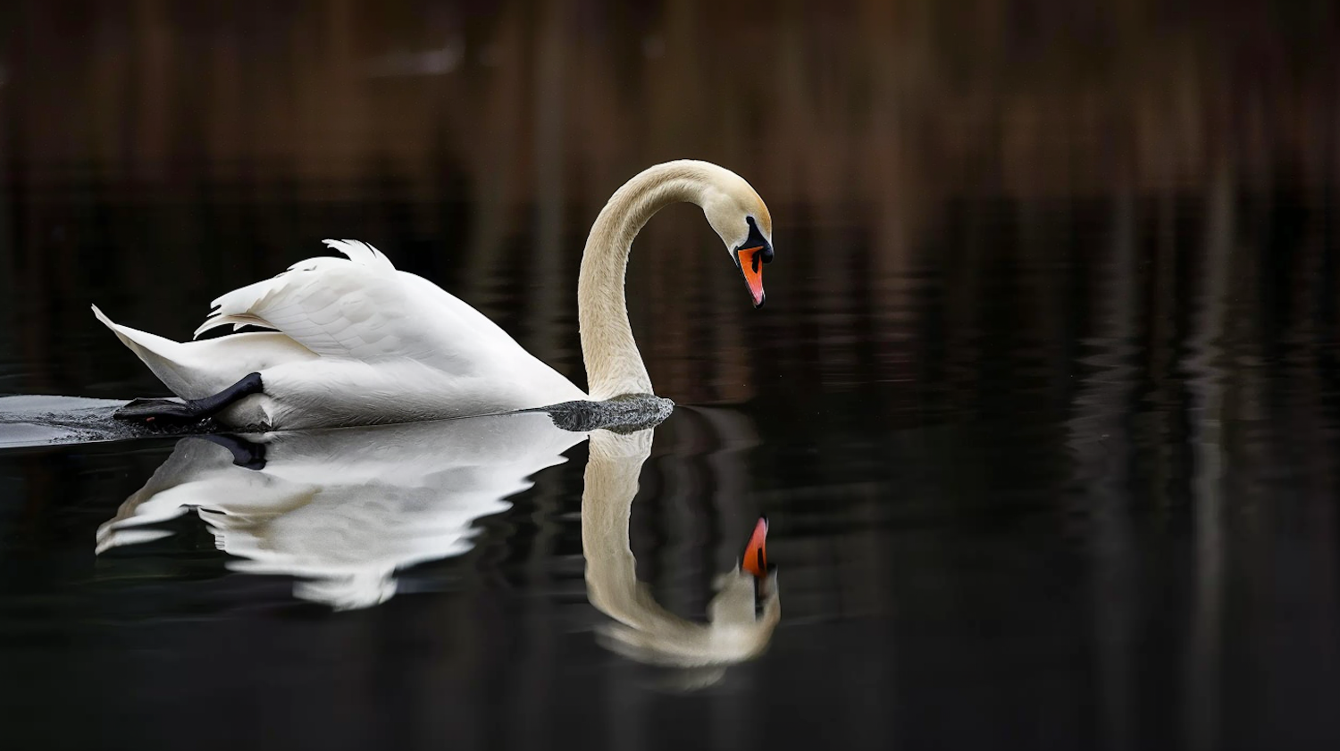 Graceful Swan on Calm Water