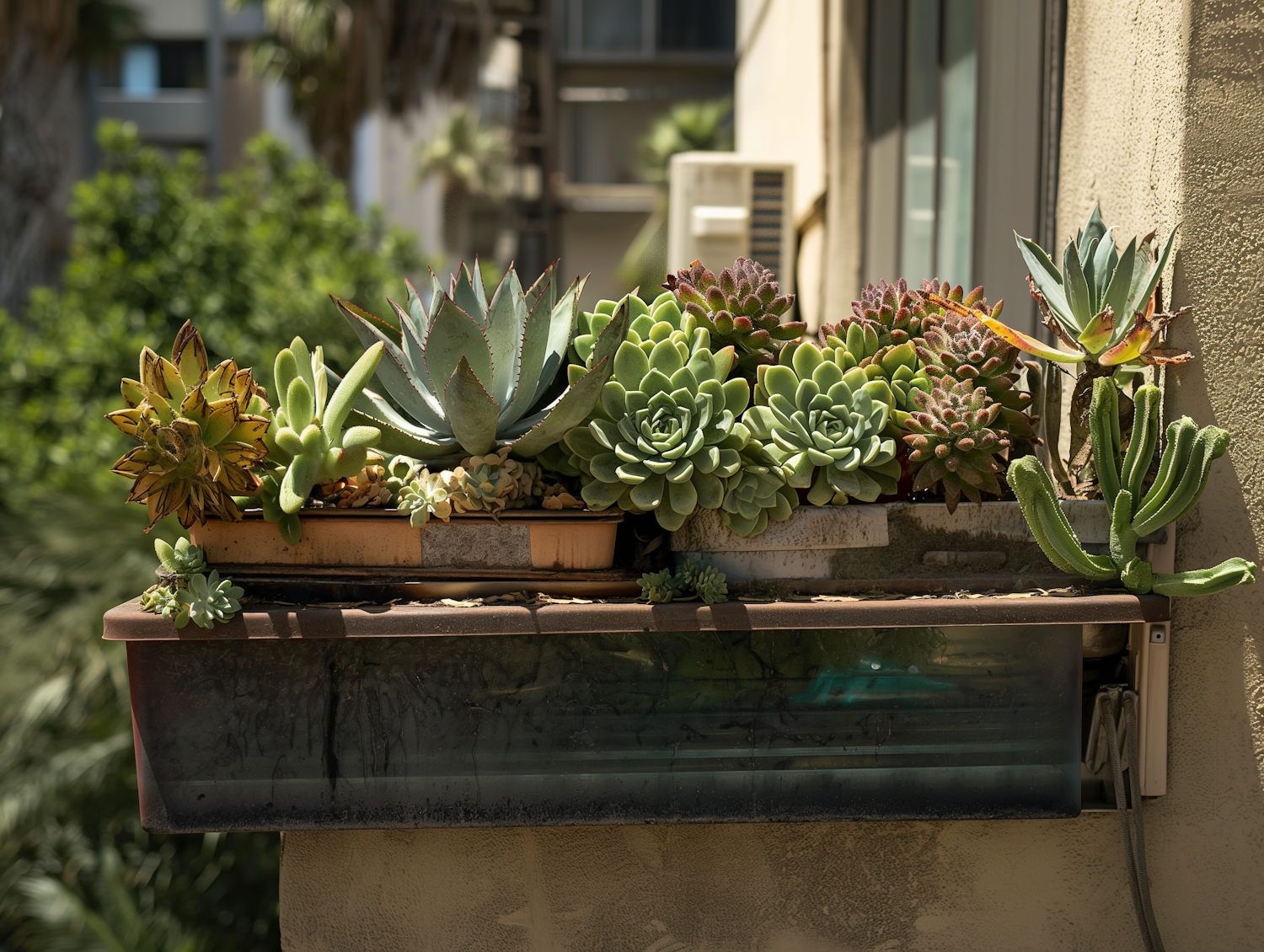 Urban Balcony Succulent Collection