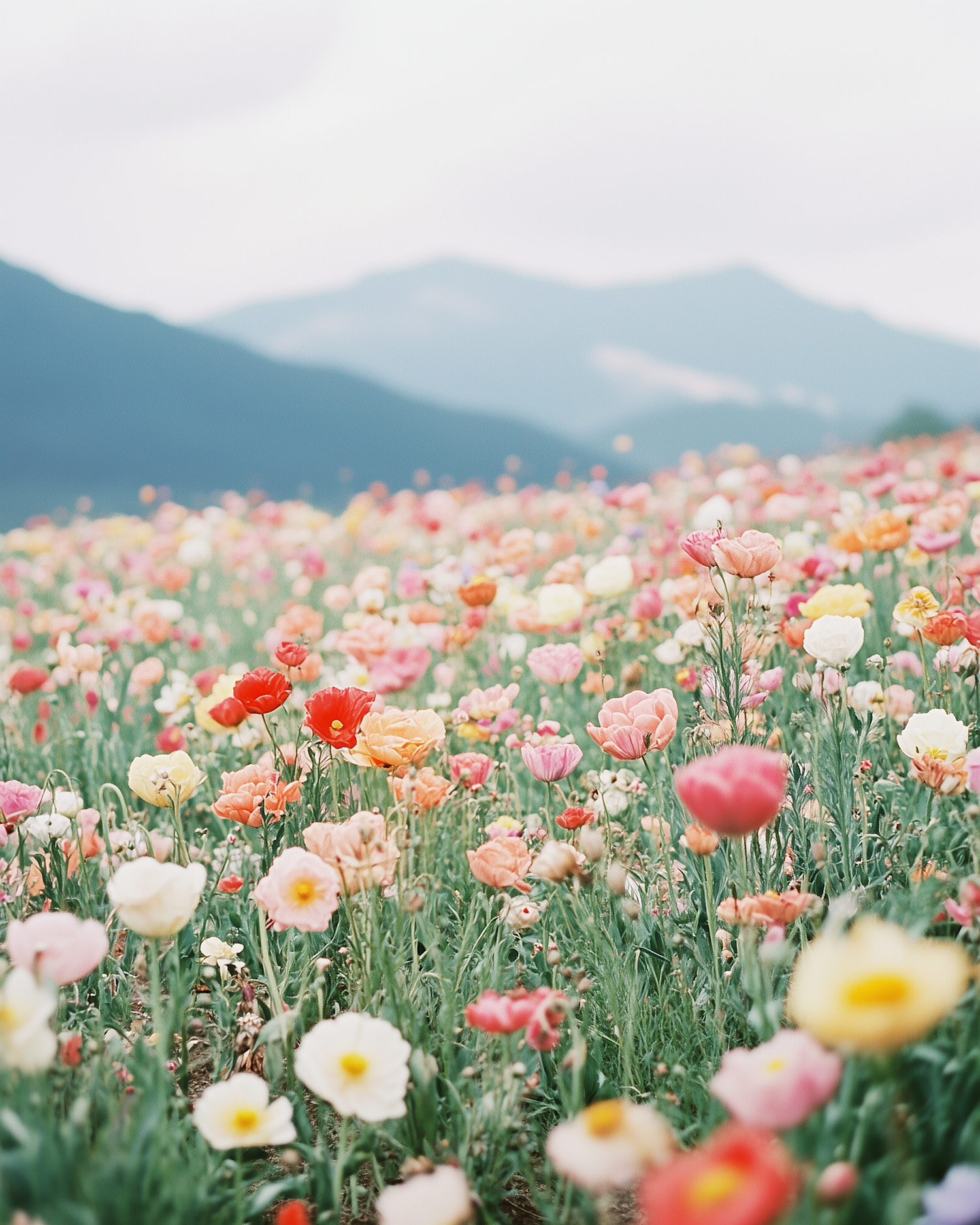 Vibrant Wildflower Field