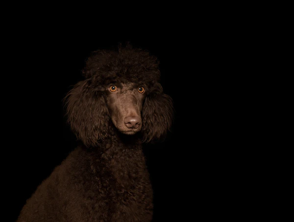 Portrait of a Chocolate Standard Poodle