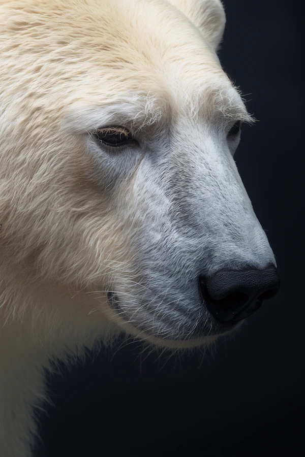 Polar Bear Portrait