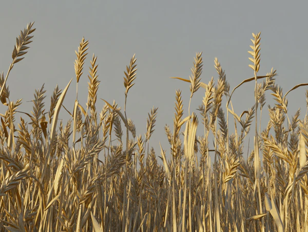Golden Wheat Field