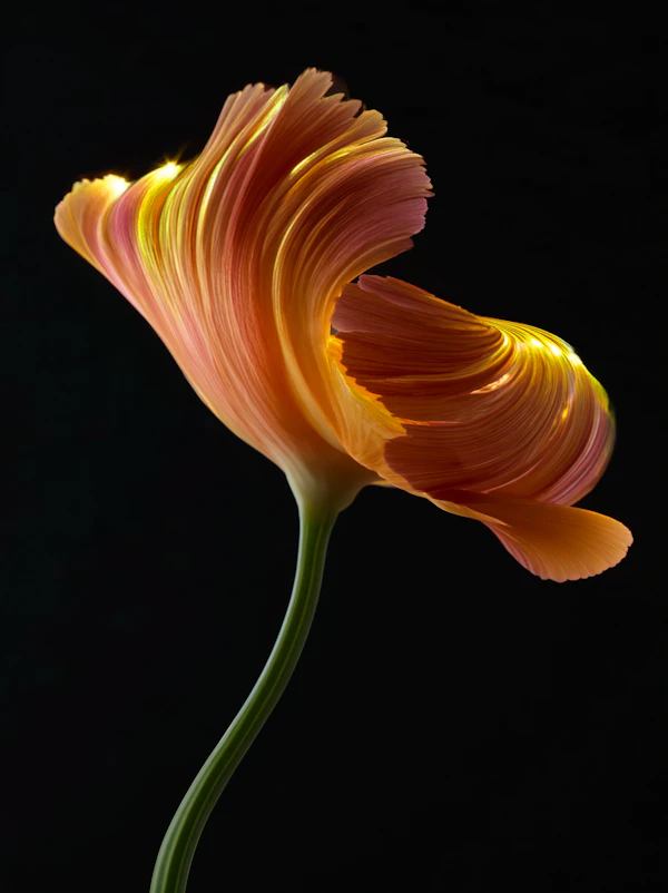 Vibrant Orange Flower