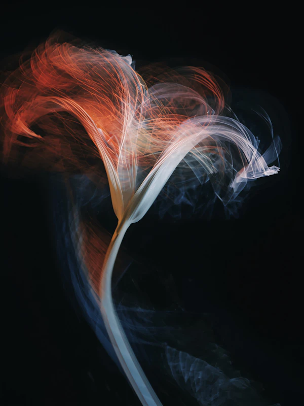 Light Trail Flower