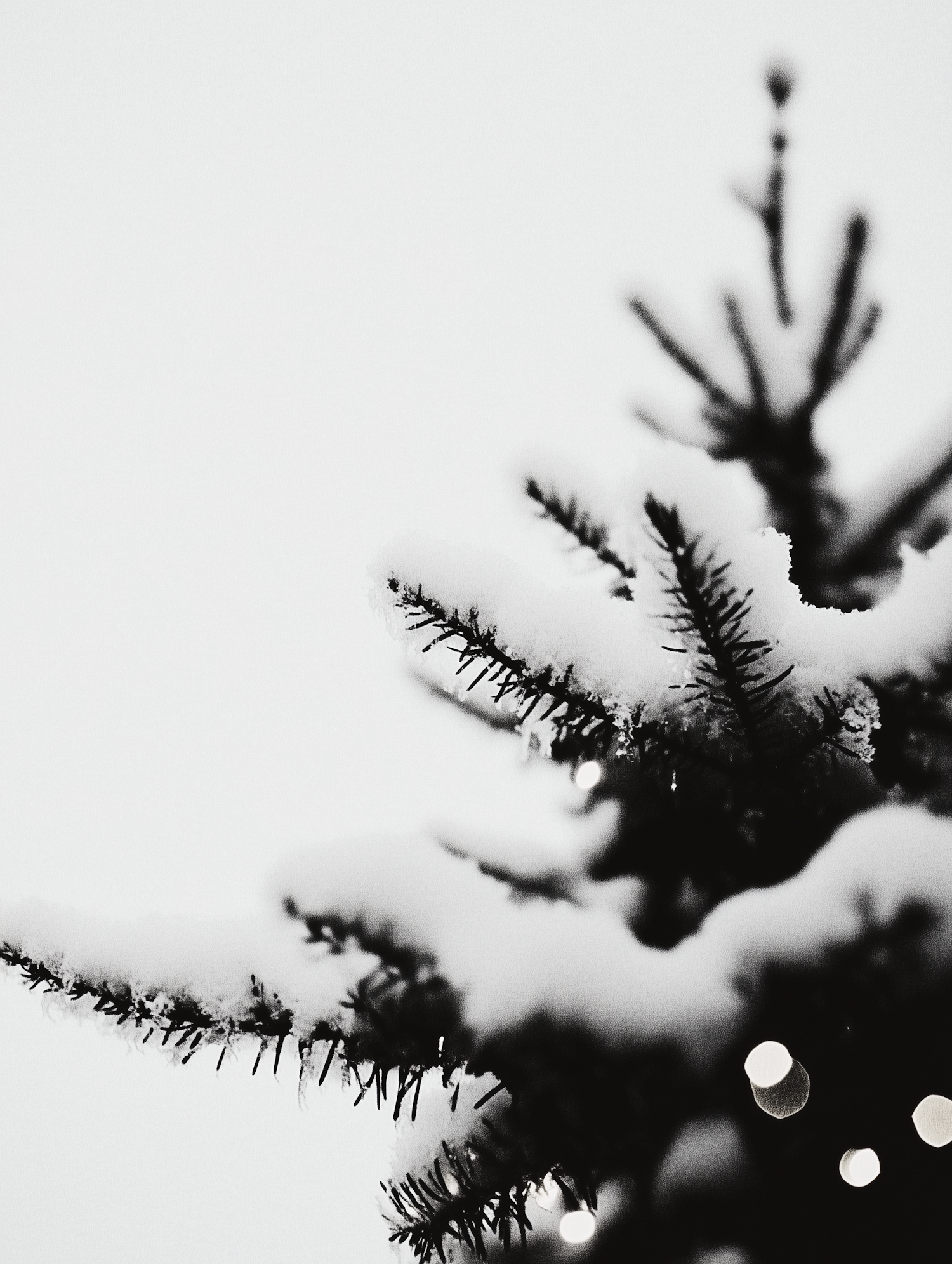 Snow-Covered Evergreen Tree