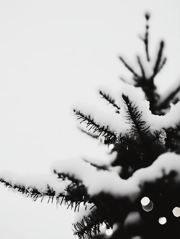 Snow-Covered Evergreen Tree