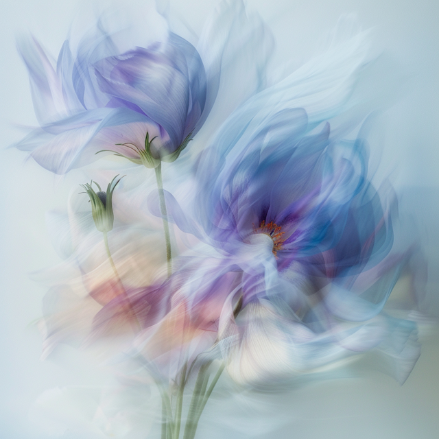 Ethereal Floral Motion