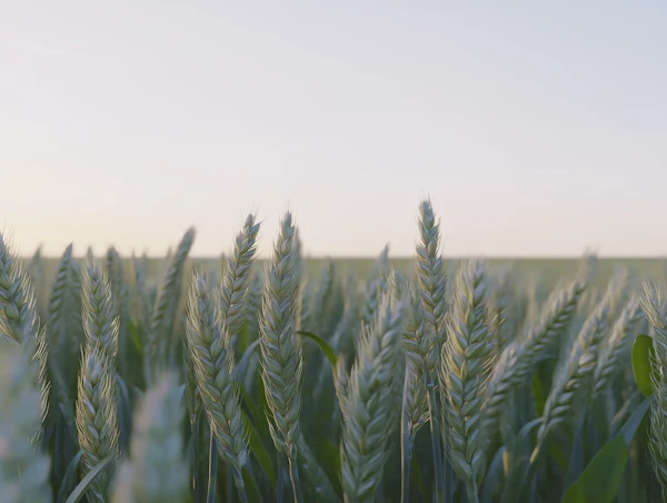 Lush Wheat Field