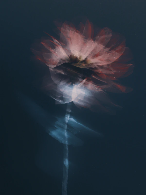 Ethereal Flower Art