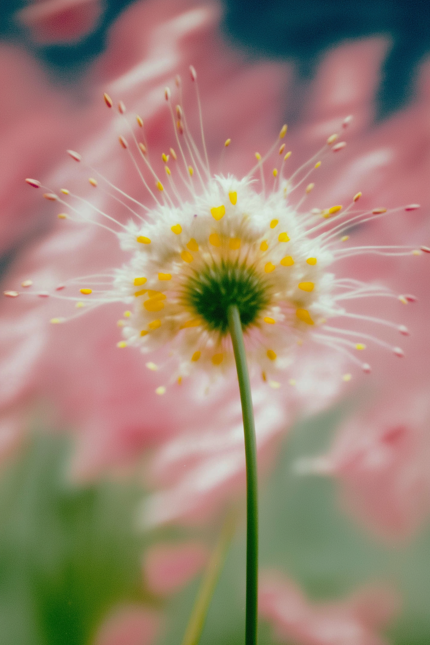 Delicate Flower Close-Up