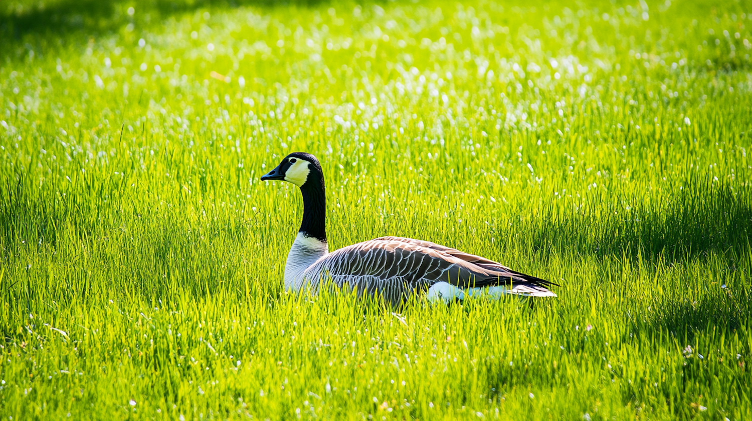 Canada Goose in Green Field