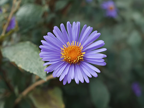 Purple Flower Close-Up