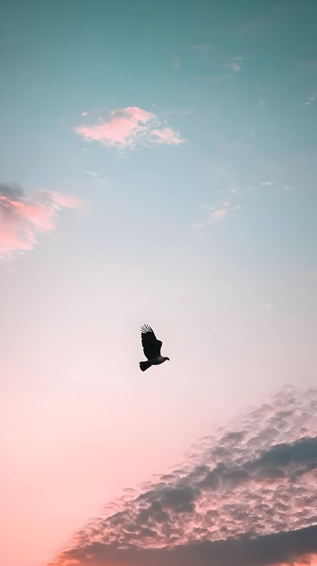 Solitary Bird in Flight