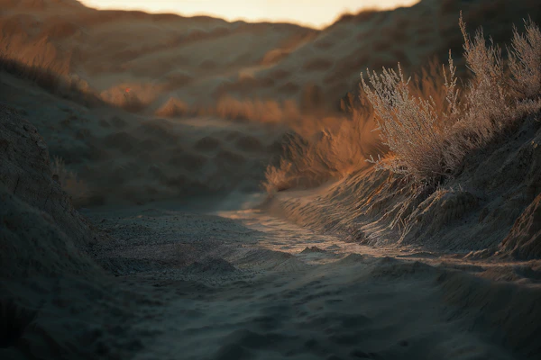 Golden Desert Sunset