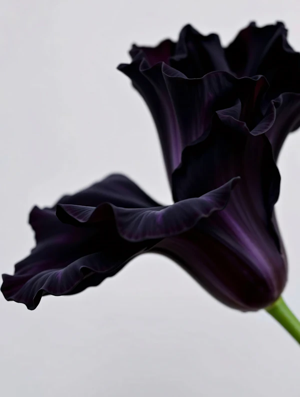 Dark Purple Calla Lily