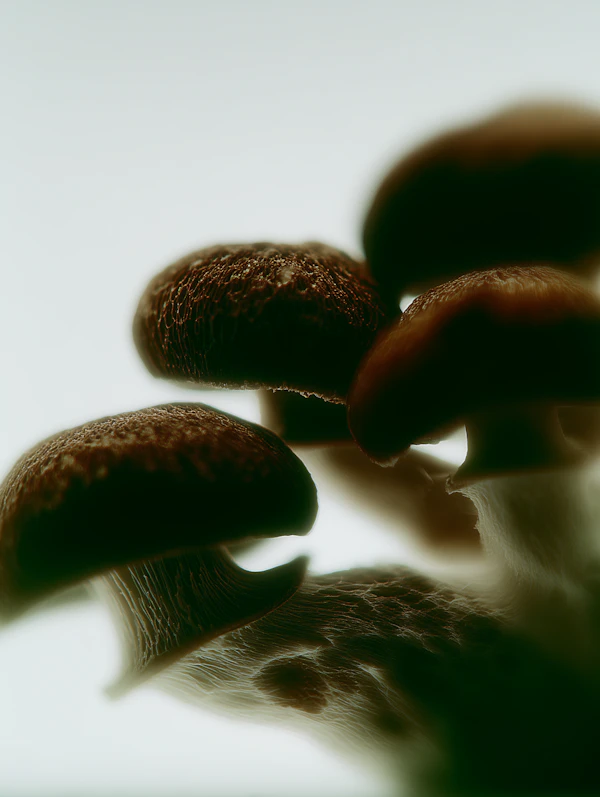 Cluster of Mushrooms