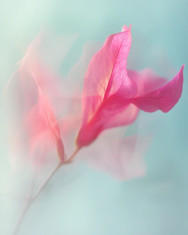 Pink Bougainvillea Close-Up