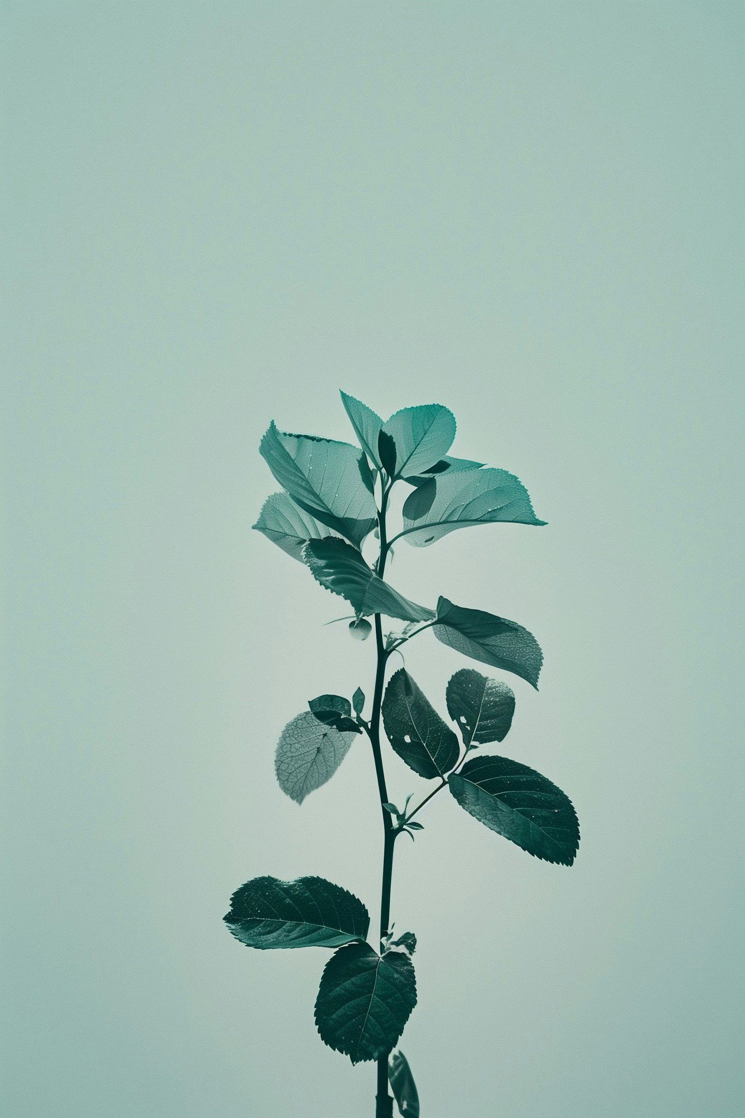 Monochromatic Teal Plant Silhouette